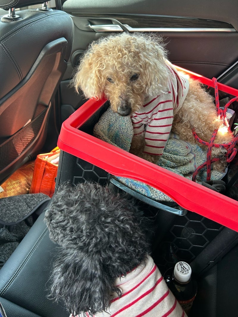 14歳半の心臓肥大と重度の歯肉炎の画像