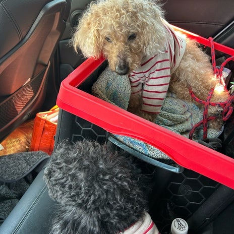 14歳半の心臓肥大と重度の歯肉炎の画像