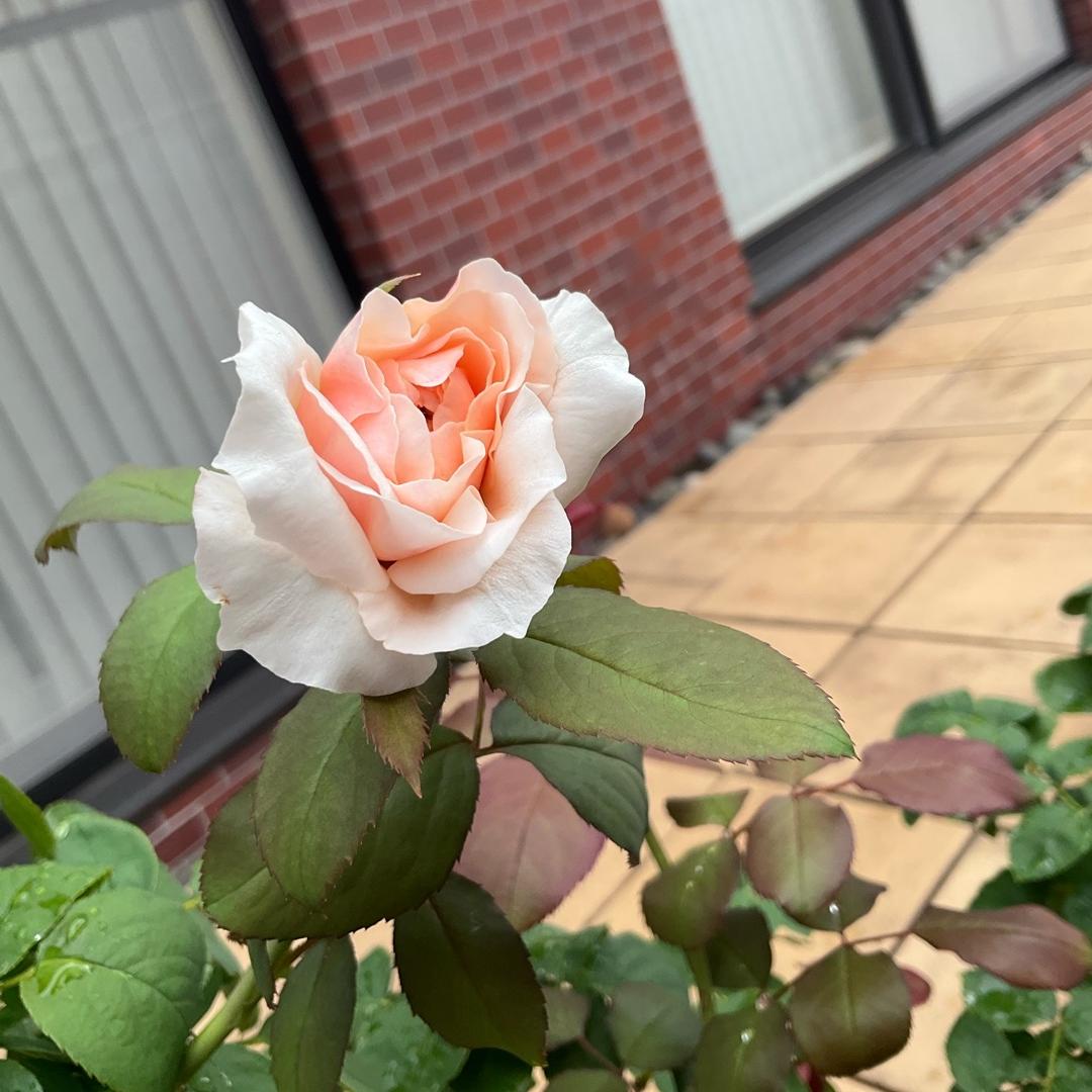 増田惠子 暑くても涼しげなものの画像