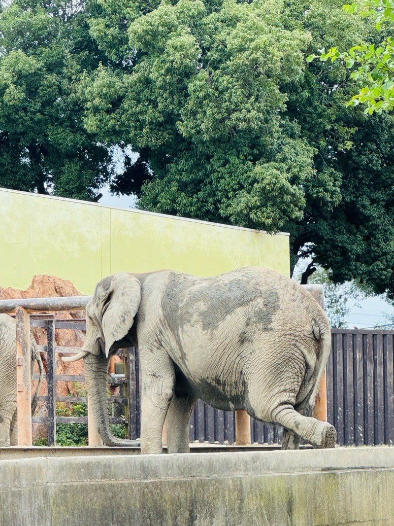 だいた 動物園好きになったきっかけの画像