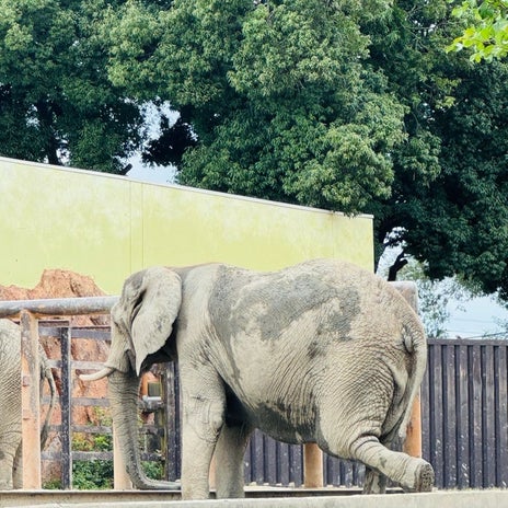 だいた 動物園好きになったきっかけの画像