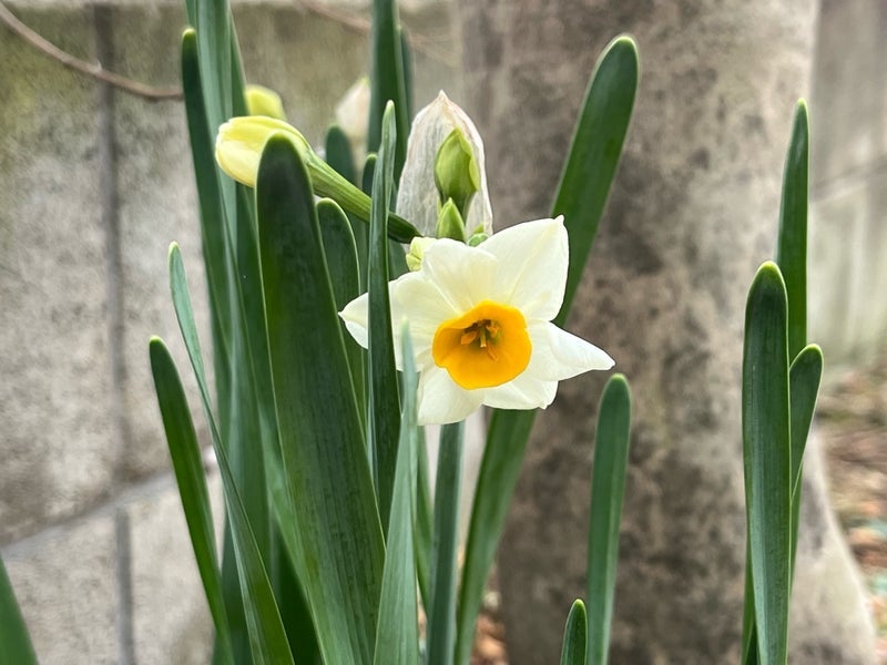 桃の母 散歩で出会えた新しい花たちの画像