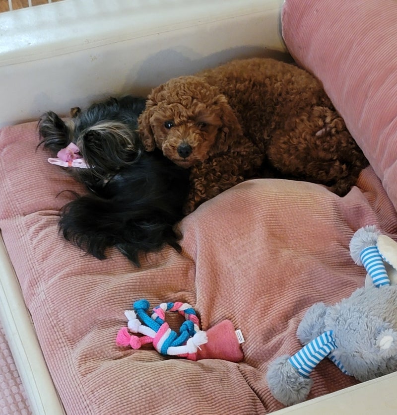 モト冬樹 仲良しになった2匹の愛犬の画像