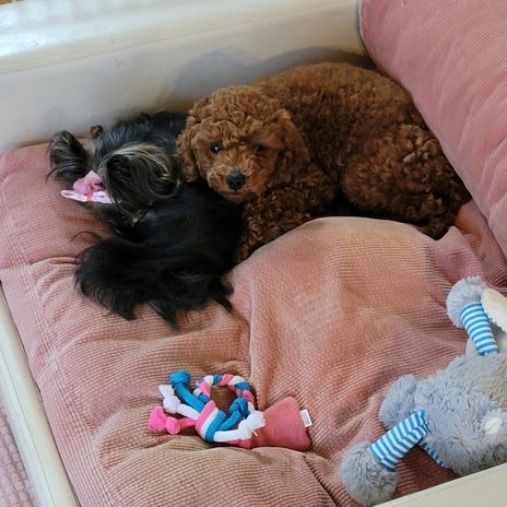 モト冬樹 仲良しになった2匹の愛犬の画像