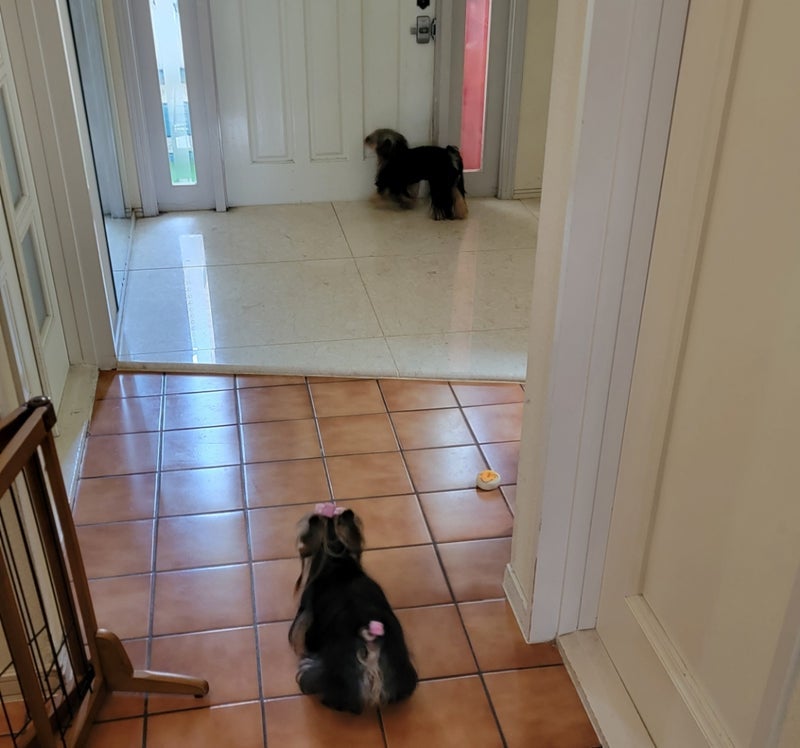 モト 妻の帰りを察知した愛犬達の画像