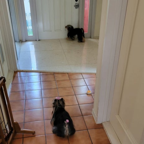 モト 妻の帰りを察知した愛犬達の画像