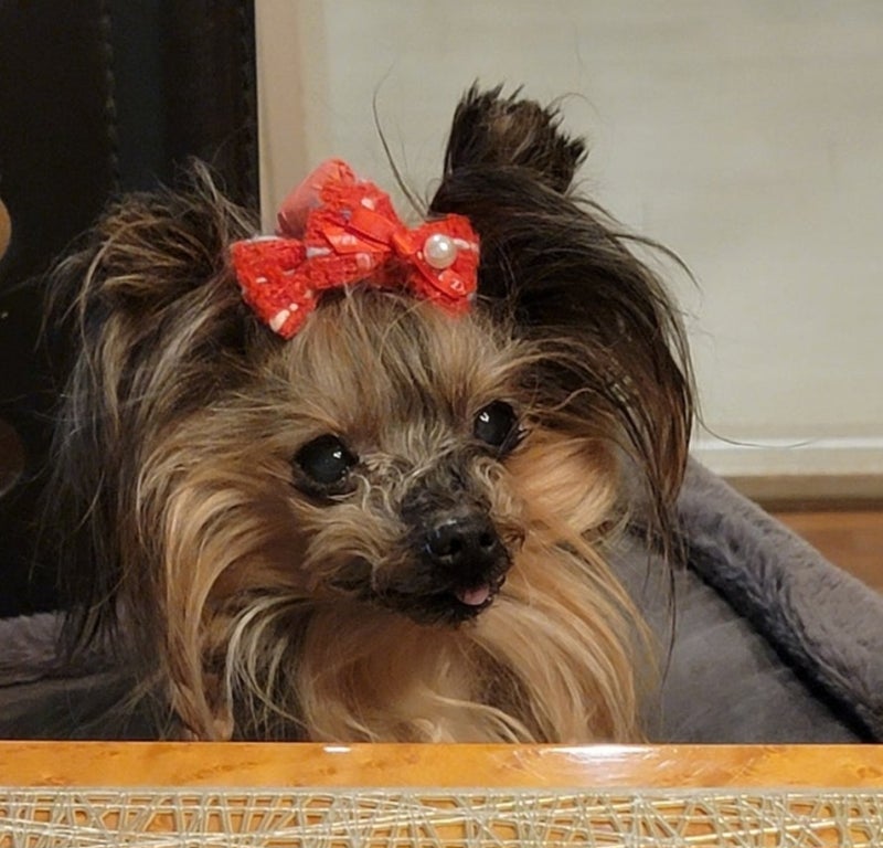 モト冬樹 愛犬がいないと寂しい夜の画像