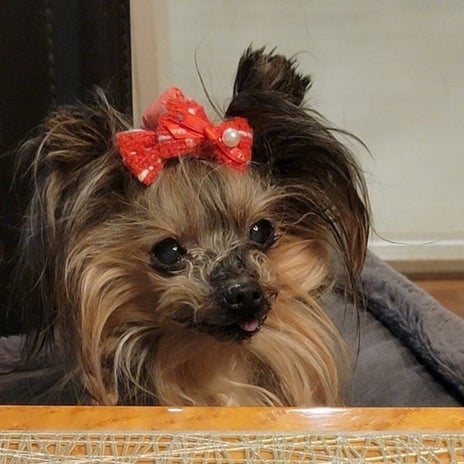 モト冬樹 愛犬がいないと寂しい夜の画像