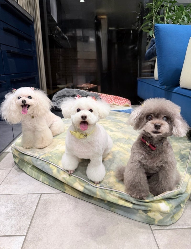 堀ちえみ テンション高めの愛犬の画像