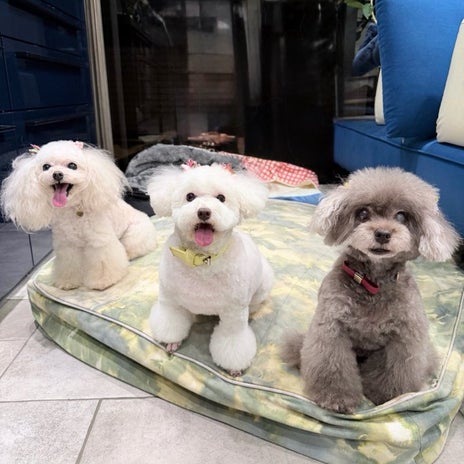 堀ちえみ テンション高めの愛犬の画像