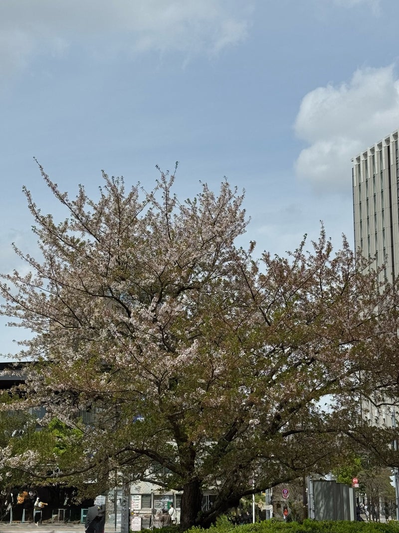 堀ちえみ 夫と丸亀製麺のうどんの画像