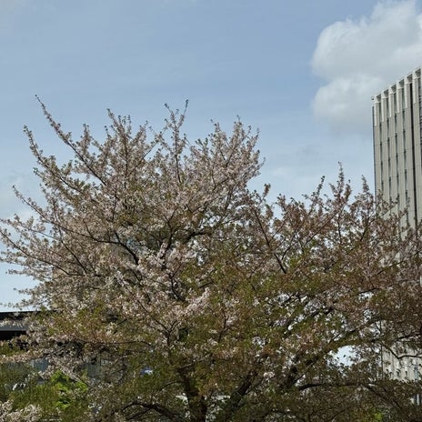 堀ちえみ 夫と丸亀製麺のうどんの画像