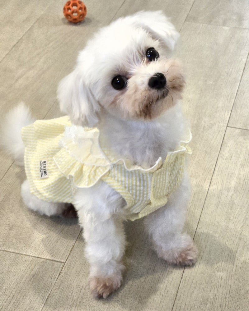 募集した日にアンケートが出た犬の画像