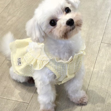 募集した日にアンケートが出た犬の画像