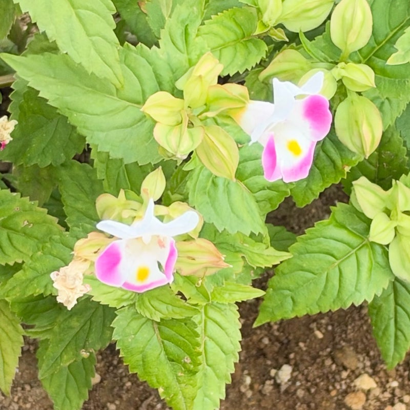 だいた 病院でギョッとする自分の顔の画像