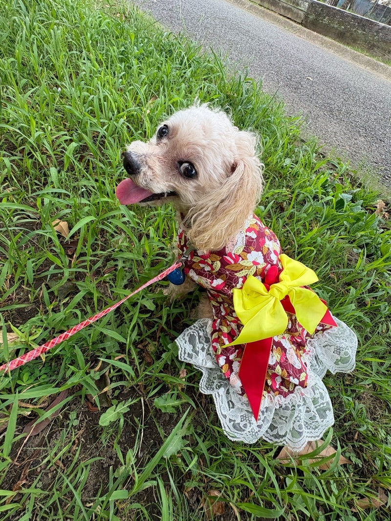 愛犬の顔まわりを少しトリミングの画像