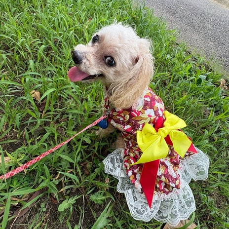 愛犬の顔まわりを少しトリミングの画像