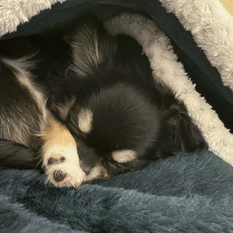 ルミ子 愛犬と至福のサッカー観戦の画像