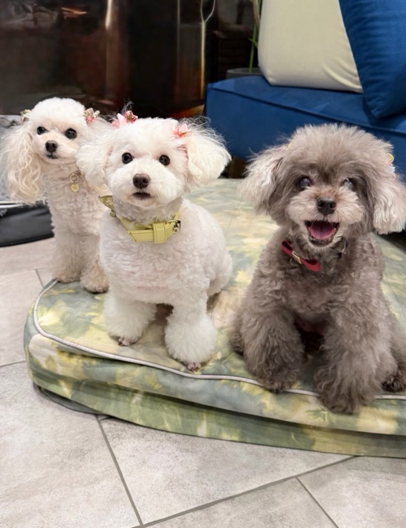 堀ちえみ 愛犬三姉妹の体重管理の画像