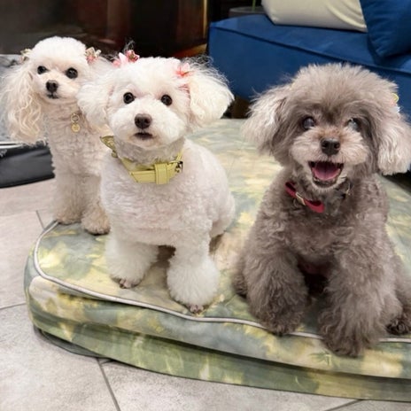 堀ちえみ 愛犬三姉妹の体重管理の画像