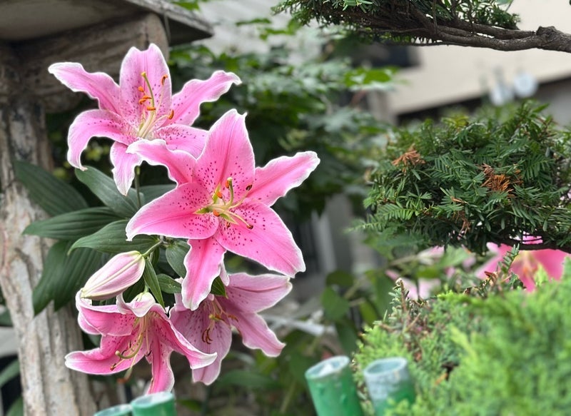 何か見つけると無防備になる私の画像