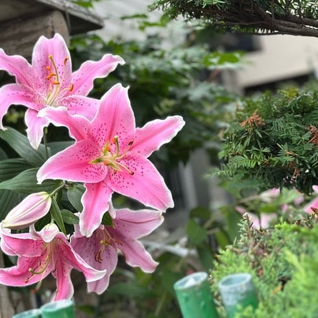 何か見つけると無防備になる私の画像
