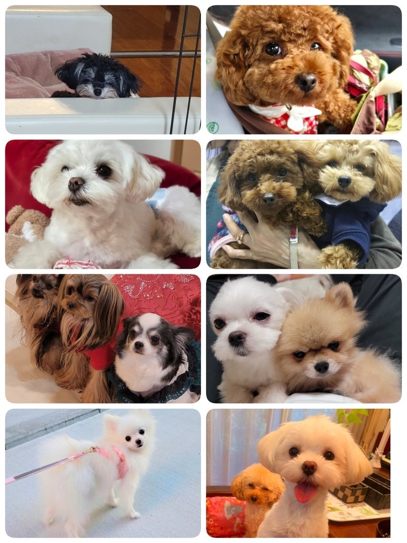 モト冬樹 譲渡した保護犬との再会の画像