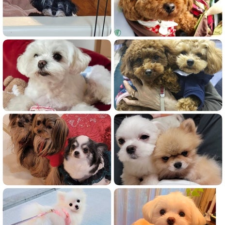 モト冬樹 譲渡した保護犬との再会の画像