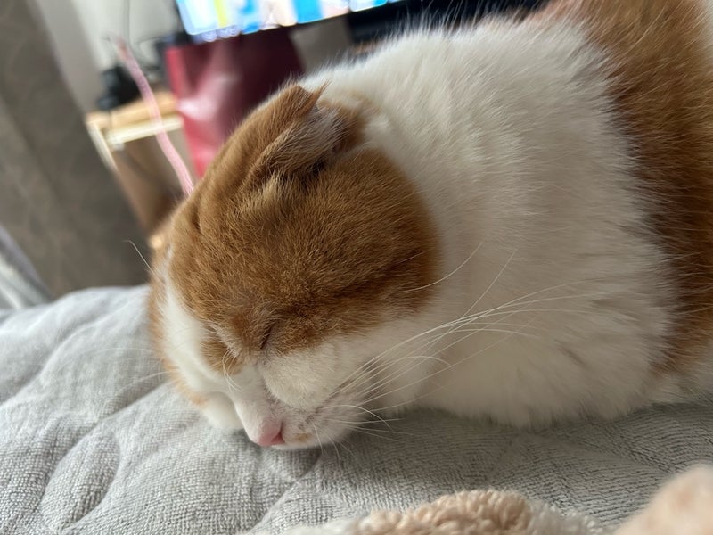 猫も金魚も一緒に引っ越し完了の画像