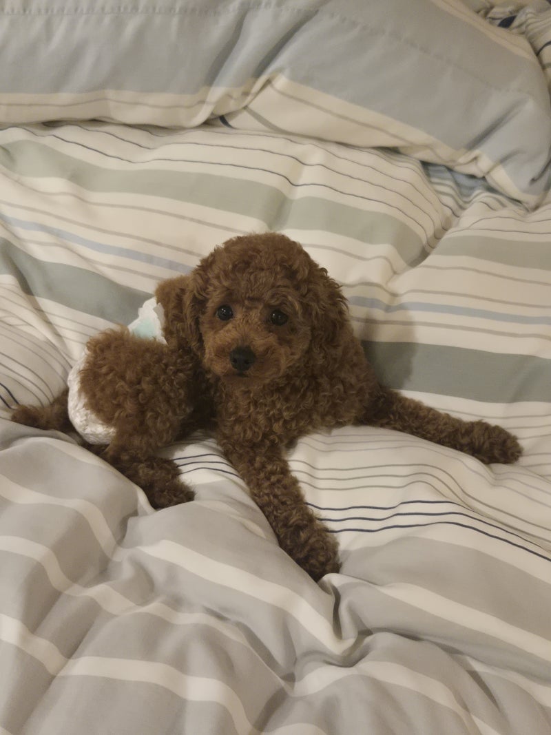 シャンプー後にベッドで寝てしまった犬の画像