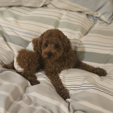 シャンプー後にベッドで寝てしまった犬の画像