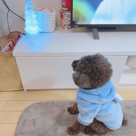 愛犬が興味津々に見ていたツリーの画像