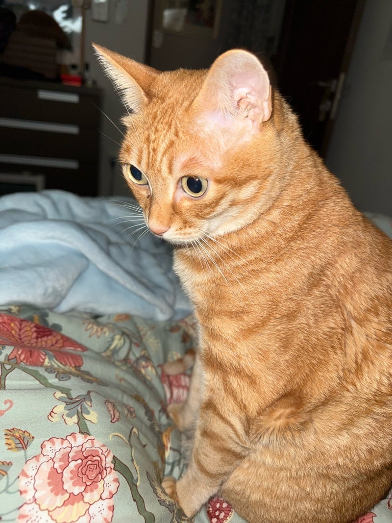 ドタキャンクイーンの称号が復活の画像