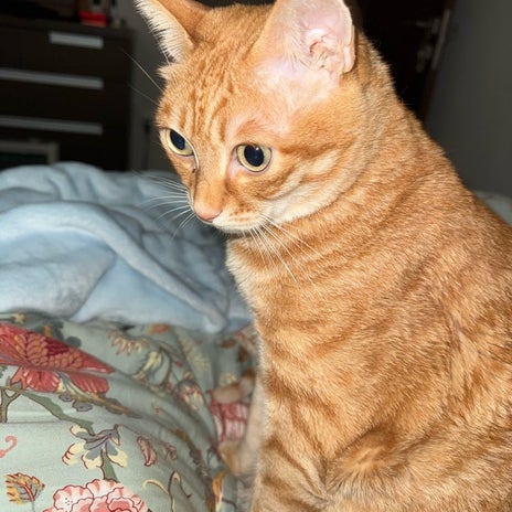 ドタキャンクイーンの称号が復活の画像