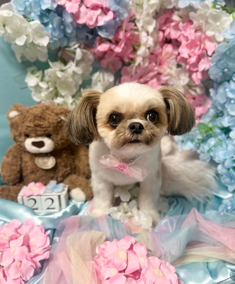 田中健 トリミング後の愛犬の姿の画像