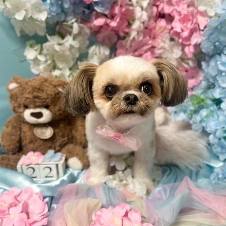 田中健 トリミング後の愛犬の姿の画像