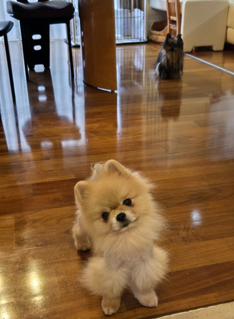 譲渡会へ行く日の愛犬の様子の画像