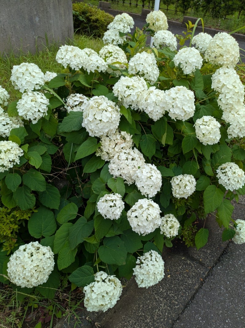 少し珍しいかもな白い紫陽花の画像