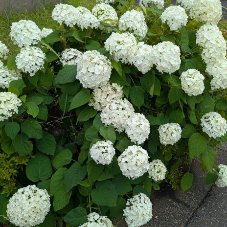 少し珍しいかもな白い紫陽花の画像