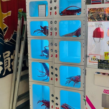 だいた 100円クレーンゲームで全滅の画像