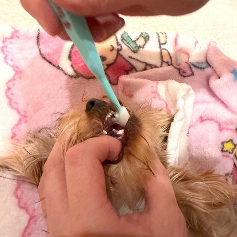 上原さくら 赤ちゃん言葉になってる夫の画像