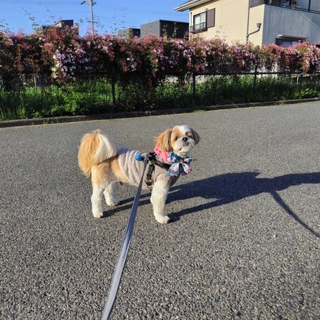 諦めていたライブに行ける理由の画像