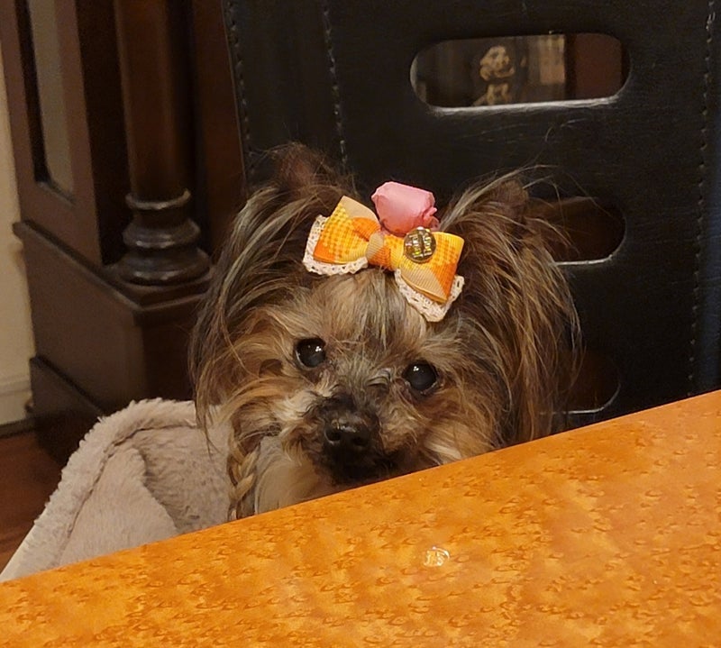 モト冬樹 妻に猛烈アピールする愛犬の画像