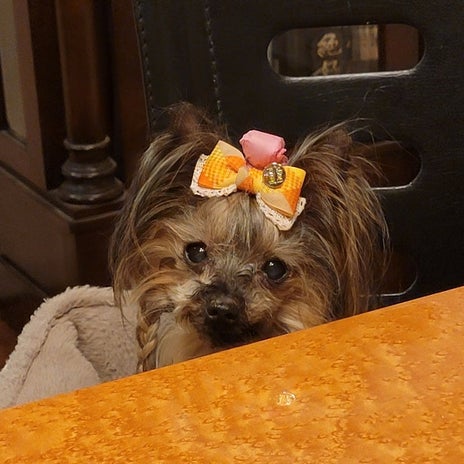 モト冬樹 妻に猛烈アピールする愛犬の画像