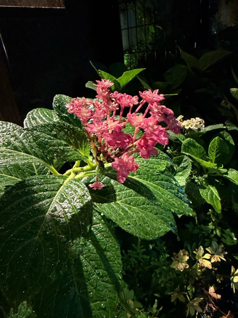 堀ちえみ 季節外れに咲いたお花の画像