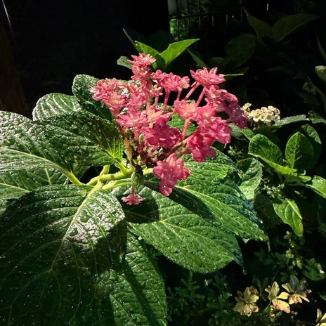 堀ちえみ 季節外れに咲いたお花の画像