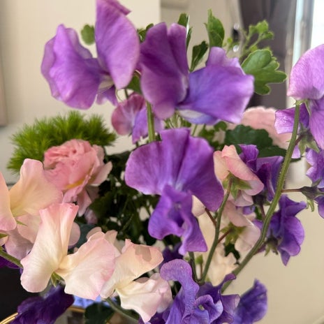 癒されるピンク・パープル系のお花の画像