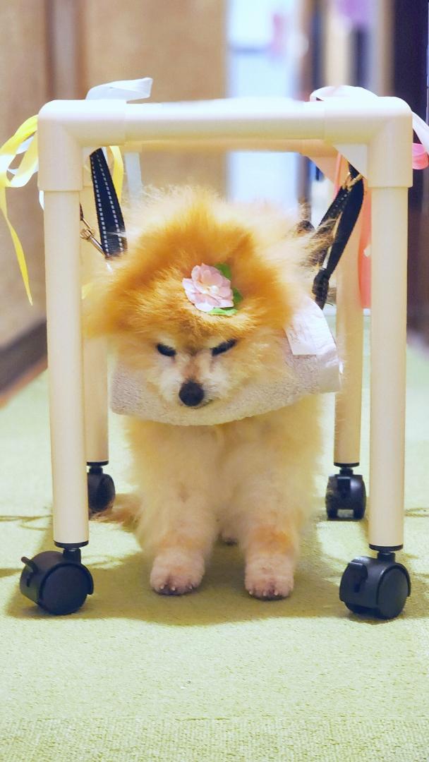 立てなくなった愛犬に作った物