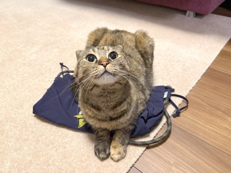 エコバッグの上に乗る猫の得意顔の画像