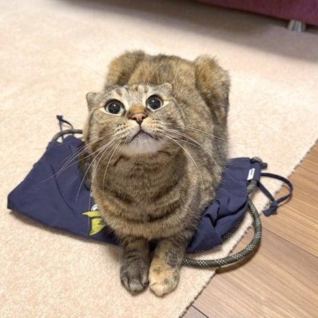 エコバッグの上に乗る猫の得意顔の画像